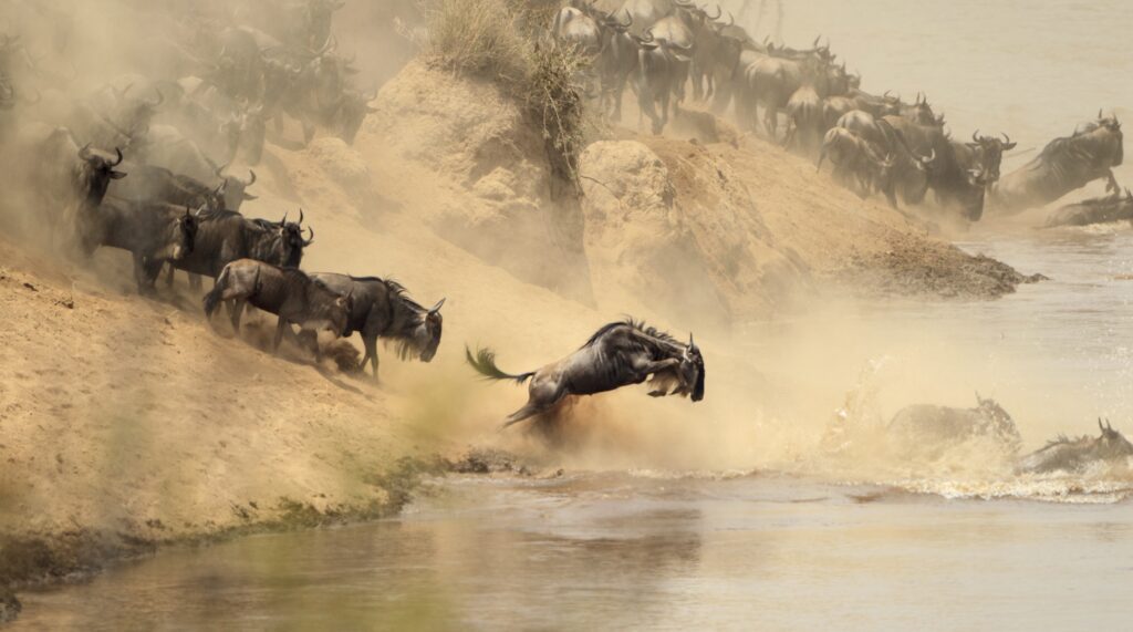 Wildebeest in Kenya