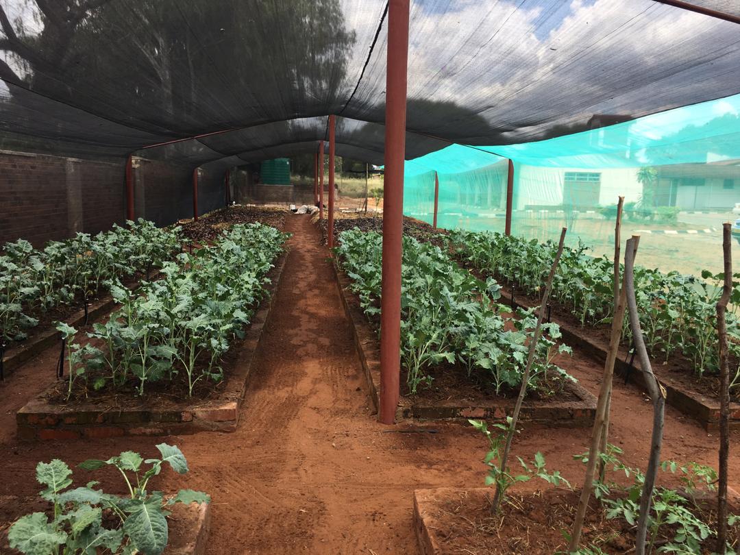 Zimbabwe Nutrition Gardens