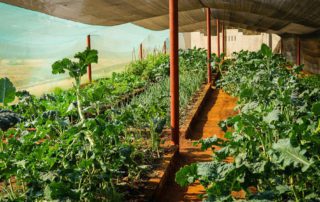 Victoria Falls Nutrition Garden