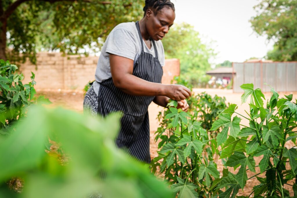 The Chaya Tree Project