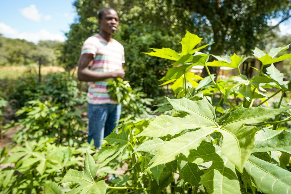 Chaya Tree Project Update